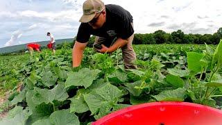 THE SIDE OF VEGETABLE FARMING YOU NEVER SEE