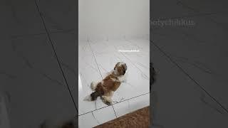 acha tom and jerry idoo #shorts #isu #aaly #cutedog videos