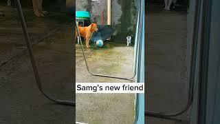 the dog samg has a new friend #dog #cute #shorts #shortsvideo