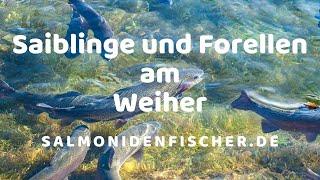 Angeln auf Forellen und Saiblinge am Weiher mit einem Geheimtipp zum Thema Forellenteig