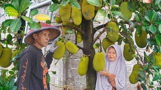 Memetik Nangka Muda di Kebun | Masak Gudeg Khas Jogja Komplit, Motong Ayam, Krecek Tempe