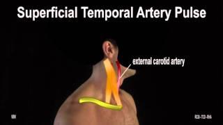 Surface Anatomy - Pulse Points (2D)