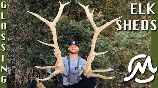 GLASSING FOR ELK SHEDS| EFFECTIVE STRATEGY!