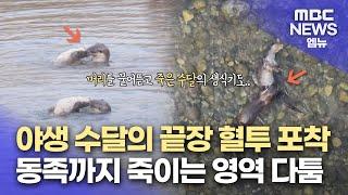 [단독]할퀴고 싸우고 죽이기까지 동족 죽이는 수달..왜? (2024.05.29/뉴스데스크/MBC경남)