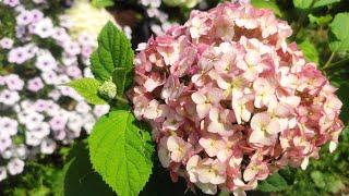 Гортензия древовидная Кандибелле Бабблгам  Hydrangea arborescens `Candybelle Bubblegum’