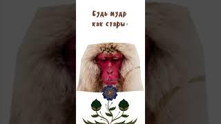 Будь мудр....