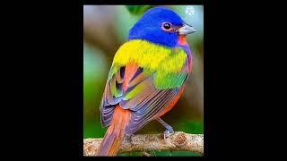 Most Colorful Birds @lifefocus21st