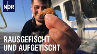 Fischereihafen Cuxhaven: Täglich frischer Fisch | Die Nordreportage | NDR Doku
