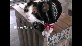 Tama, la gata que era jefa de operaciones en una estación de tren en Japón