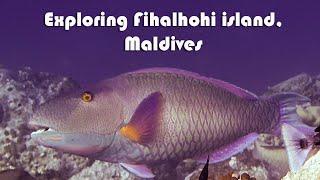 Snorkeling Paradise in 4K UHD  | Exploring Fihalhohi Island, Maldives!