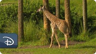 Wild Africa Trek Guide Spots Giraffe Aella For First Time