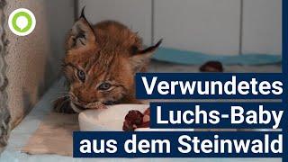 Tierarzt päppelt jungen Luchs aus dem Steinwald auf