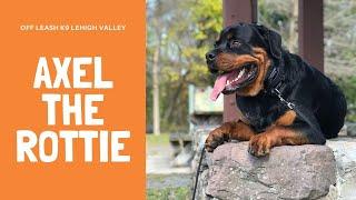 Best Rottweiler Trainers in PA ||| 1 Year Old Rottie, Axel