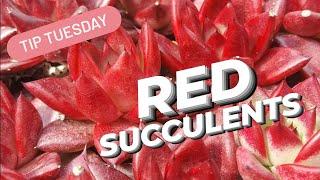 RED SUCCULENTS 