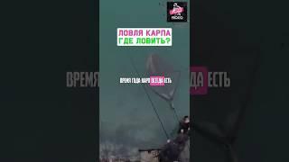 Как точно поймать карпа? #карпфишинг