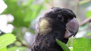 Yellow-tailed Black Cockatoo