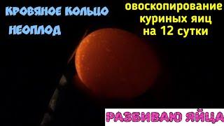 Овоскопирование куриных яиц на 12 сутки/НЕОПЛОД/КРОВЯНОЕ КОЛЬЦО