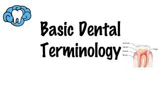 Basic Dental Terminology