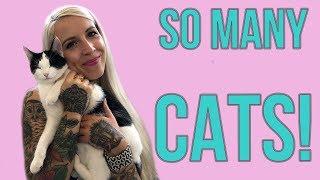 Visiting a MASSIVE Cat Shelter!