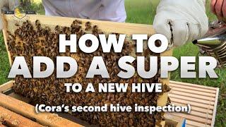 Cora's Bees - How to Add a Super to a New Hive | Inspection #2 [Beginner Beekeeper Tutorial]