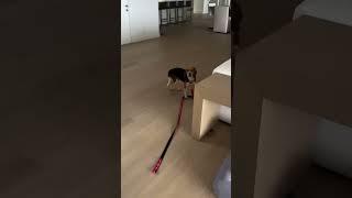 Miss Peaches Shows Pete The Beagle Around His New Mansion In Miami