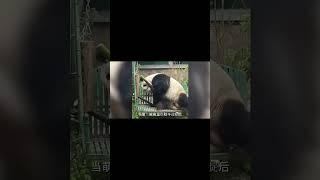 萌兰精分现场，心眼子多到奶爸无语 #panda #大猫熊 #追娱秀场 #animals