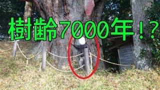 三陸大王杉 樹齢7000年 縄文杉並みの巨木