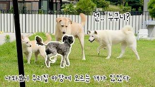 유기견이 스스로 우리집에 들어왔다.‍ 구조자를 직접 고른 버려진 개의 이야기