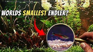 Worlds Smallest Endler - Fishkeeping Endlers Liveberers