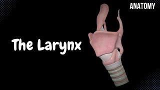 Larynx (Voice Box) - Cartilage, Ligaments, Joints, Wall, Cavity | Anatomy