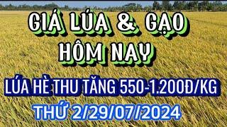 GIÁ LÚA & GẠO HÔM NAY THỨ HAI/29/07/2024 | Giải Trí Miền Tây