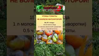 как избавиться от фитофтора томатов?