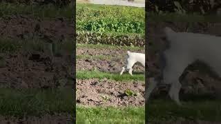  FUNNIEST CAT VIDEOS OF October 2023