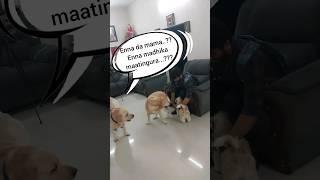 Enna Madhika Maatinguraanga... #pets #dogshorts #funnyvideos #trending #chottu #dogs #love #puppy