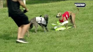 Fast and furious: whippet races at Pontefract!