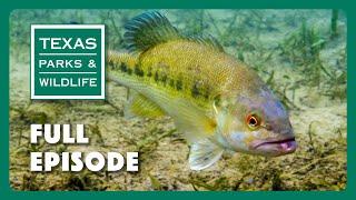 PBS Show - Guadalupe Bass of Texas & More