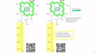 Chlorophyll und Lichtabsorption