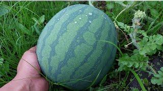 JUMBO Watermelon in 49 Days Old- 2 weeks before Harvest