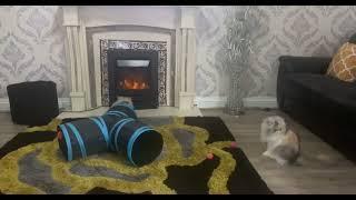 Elsa & Daisy review cat play tunnel review #catsofyoutube #elsa #daisy #ebay