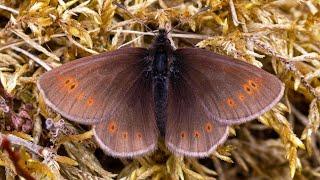 Mountain Ringlet. Finding rare UK butterflies with Mark Jones #1 Lake District. A great experience!