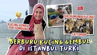 BERBURU KUCING GEMBUL DI  ISTANBUL TURKI SAMPAI DIKERUMUNIN 