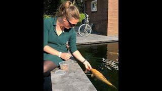 Making a Koi Pond step by step (dutch)