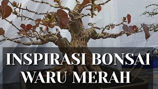 inspirasi bonsai waru merah bogel