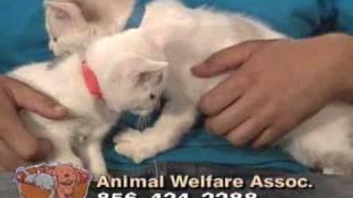 Homeless Tails - NJN Public Television & Radio