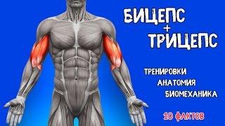 The biceps and triceps. 10 FACTS. Training, Anatomy, Biomechanics