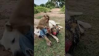 Unlikely Trio: Heartwarming Tale of Dog, Monkey, and Rooster Friendship That Will Melt Your Heart!