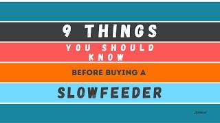 9 things you should know before buying a slow feeder dog bowl.