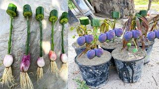 Amazing Planting Techniques: How To Grow Mango Tree From Mango Branches With Onions and Cucumber