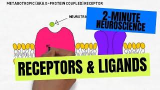 2-Minute Neuroscience: Receptors & Ligands