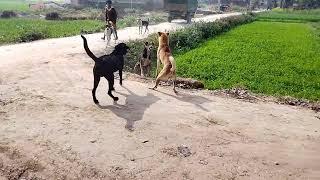  Desi dogfight 